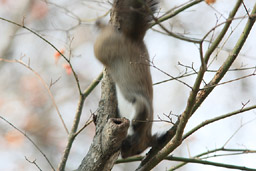 �N���b�N����Ɗg��ʐ^