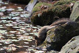 �N���b�N����Ɗg��ʐ^