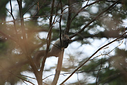 �N���b�N����Ɗg��ʐ^