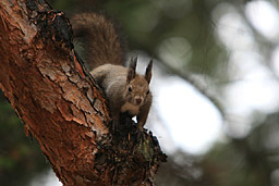 �N���b�N����Ɗg��ʐ^