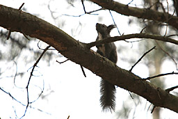 �N���b�N����Ɗg��ʐ^