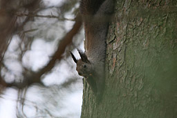 �N���b�N����Ɗg��ʐ^