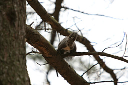 �N���b�N����Ɗg��ʐ^