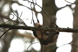 �N���b�N����Ɗg��ʐ^