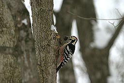 �N���b�N����Ɗg��ʐ^