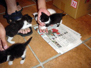 ４匹～兄弟の子猫～black&whiteのcats!!