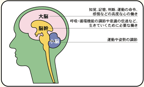 脳死 植物 状態