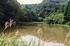 ウナギを放つ 放生池