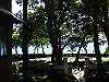 palmcove050_thumb.png