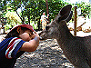 palmcove140_thumb.png