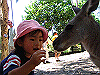 palmcove150_thumb.png