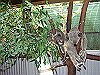 palmcove160_thumb.png
