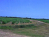 palmcove180_thumb.png