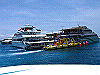 palmcove260_thumb.png