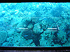 palmcove300_thumb.png