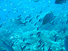 palmcove320_thumb.png