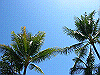 palmcove350_thumb.png