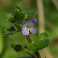 紫 赤 ピンクの花