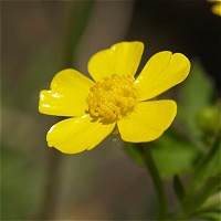 春 黄色い花