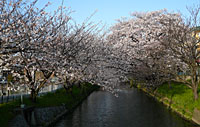 近所の川縁の桜